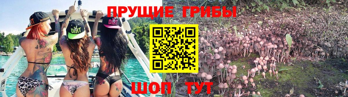 Галлюциногенные грибы Magic Shrooms  наркотики  Куйбышев  Вход с VPN  Псилоцибиновые грибы Psilocybe 